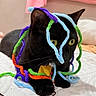 black_cat, cat, pet, pipe_cleaners, colorful, yellow_eyes, whiskers, indoor, cozy, fuzzy, curious, playing, soft_surface, close_up, animal, feline, domestic_cat, resting, cute, collar