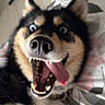 Ghost joined the competition — help win amazing prizes! dog, tongue_out, wide_eyes, black_and_tan, fur, pet, indoor, blanket, bed, playful, happy, canine, animal, close_up, mouth_open, teeth, ears, fan, racket, home