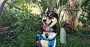 Ghost is registered to the contest to win money with this photo: blue_eyes, do_not_pet, dog, flowers, garden, greenery, happy, harness, husky, leaves, nature, outdoor, patio, pet, pink_flowers, plants, sitting, tiles, tongue_out, wall