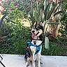 blue_eyes, do_not_pet, dog, flowers, garden, greenery, happy, harness, husky, leaves, nature, outdoor, patio, pet, pink_flowers, plants, sitting, tiles, tongue_out, wall