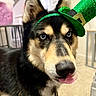 animal, black_fur, blue_eyes, carpet, close_up, collar, cute, decor, dog, ears, green_hat, household, indoor, pet, playful, portrait, st_patricks_day, tan_fur, tongue_out, white_fur