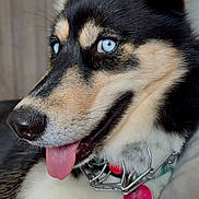 Ghost joined the competition — help win amazing prizes! animal, blue_eyes, canine, close_up, collar, cute, dog, domestic_animal, ears, fur, happy, indoor, looking_away, muzzle, pet, portrait, sitting, snout, tag, tongue_out
