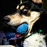 Ghost is registered to the contest to win money with this photo: animal, black_and_white, blue_ball, blue_eyes, canine, close_up, collar, dog, fur, indoor, looking_away, mouth, nose, paw, pet, playful, portrait, snout, toy, whiskers