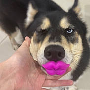 Ghost joined the competition — help win amazing prizes! dog, pet, hand, toy, pink_lips, blue_eyes, indoor, floor, canine, funny, cute, animal, black_fur, tan_fur, playing, holding, closeup, muzzle, domestic, companion