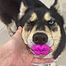 dog, pet, hand, toy, pink_lips, blue_eyes, indoor, floor, canine, funny, cute, animal, black_fur, tan_fur, playing, holding, closeup, muzzle, domestic, companion