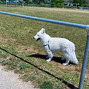 Rex a rejoint le concours — aidez-le/la à gagner de superbes lots ! animal, blue_sky, canine, daytime, dog, fence, field, grass, leisure, mountains, nature, outdoor, park, pet, playing, scenery, sunny, tennis_ball, walking_path, white_dog