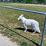 dog, white_dog, grass, field, tennis_ball, fence, outdoor, mountains, blue_sky, sunny, pet, animal, nature, leisure, daytime, canine, playing, park, walking_path, scenery