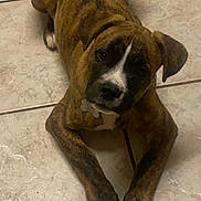 Sponge joined the competition — help win amazing prizes! dog, brindle, lying_down, floor, tile_floor, pet, canine, mammal, indoor, paw, ears, collar, animal, looking_up, resting, cute, young_dog, domestic_animal, friendly, fur