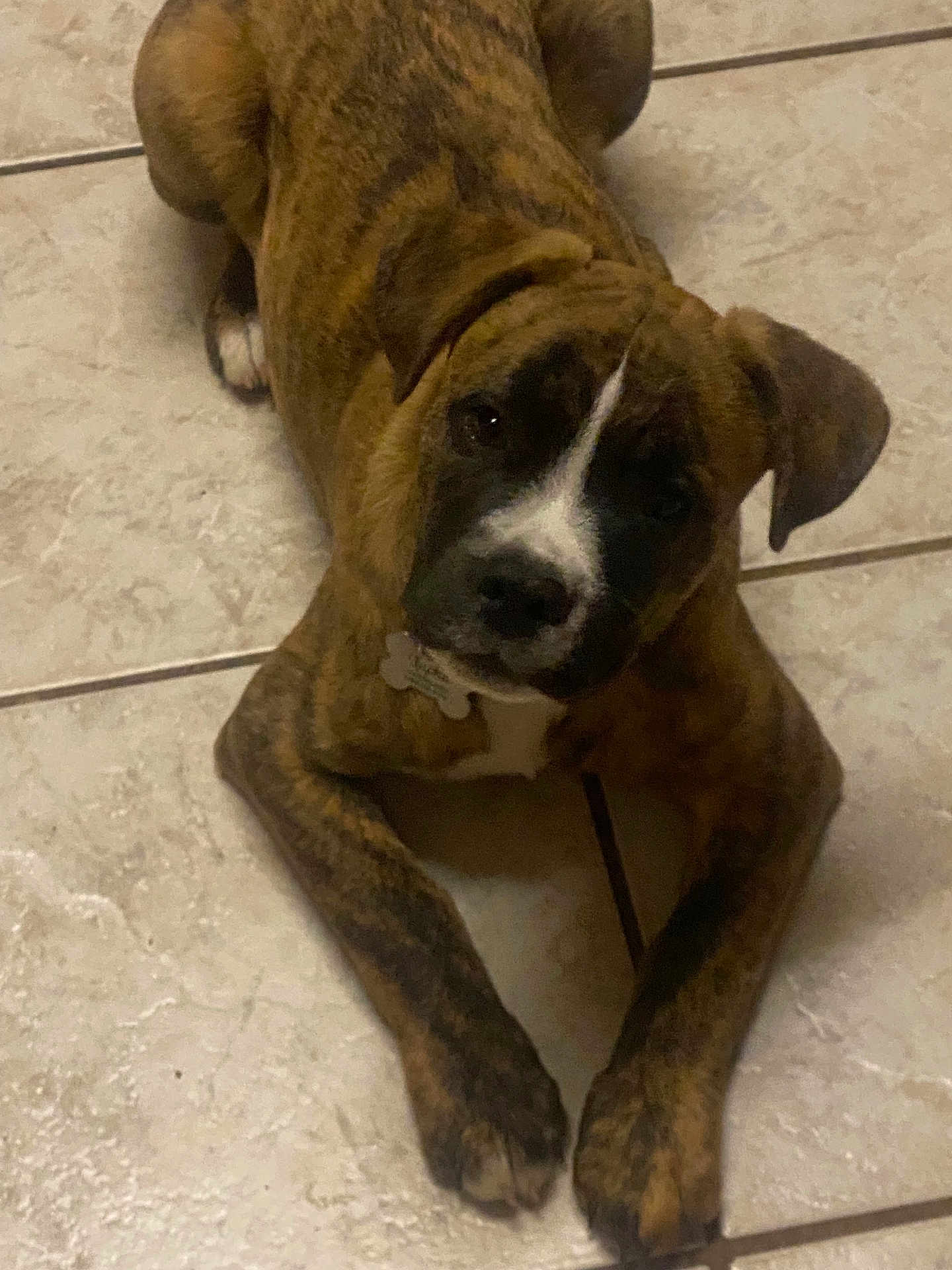 Sponge joined the competition — help win amazing prizes! dog, brindle, lying_down, floor, tile_floor, pet, canine, mammal, indoor, paw, ears, collar, animal, looking_up, resting, cute, young_dog, domestic_animal, friendly, fur