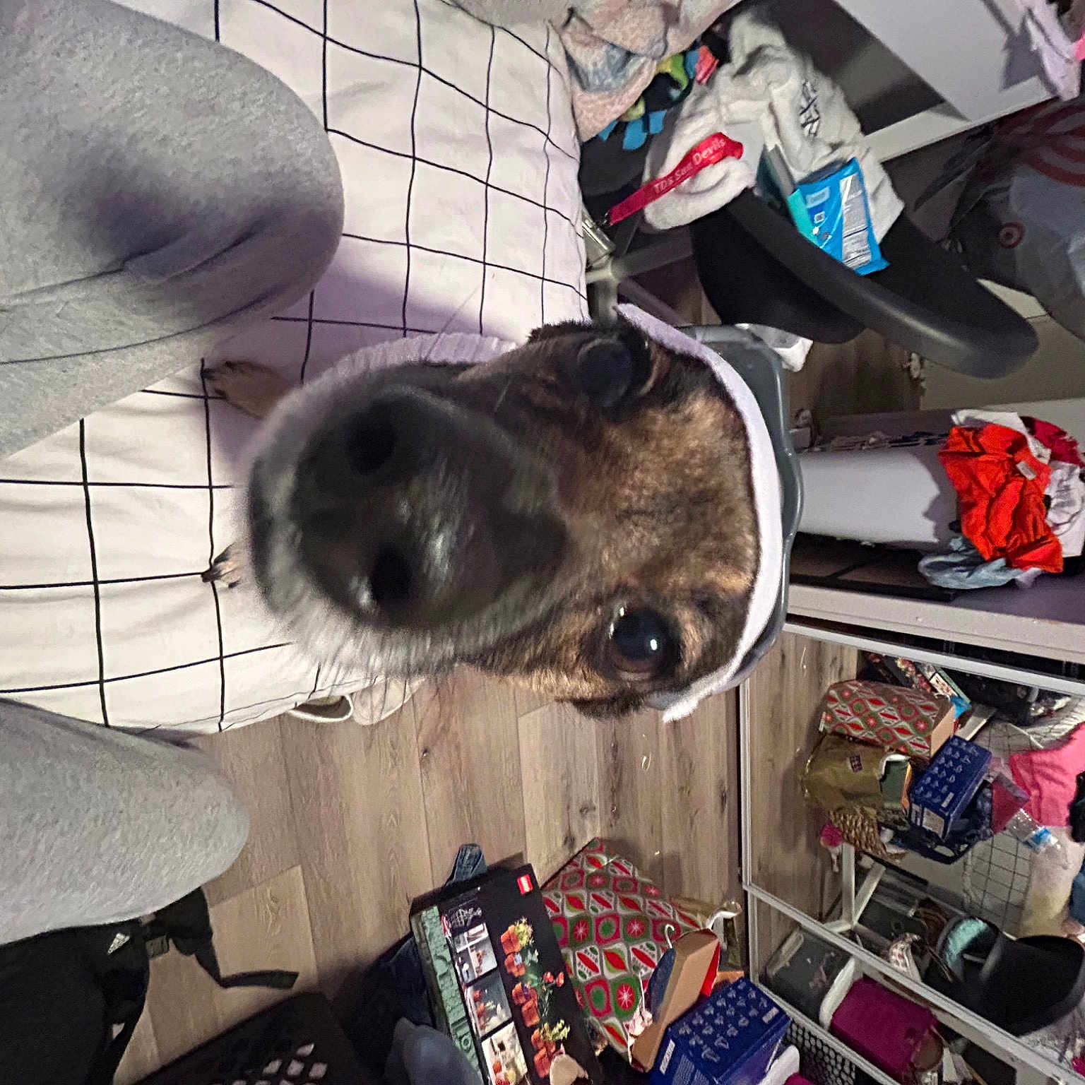 Laynie joined the competition — help win amazing prizes! auto_part, automotive_design, automotive_exterior, automotive_tire, bag, carmine, carnivore, comfort, companion_dog, dog, dog_breed, fur, luggage_and_bags, machine, personal_protective_equipment, vehicle