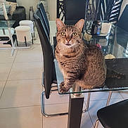 Sushi a rejoint le concours — aidez-le/la à gagner de superbes lots ! cat, tabby_cat, indoor, dining_table, glass_table, chair, black_chair, floor_tile, pet, feline, curious, looking_at_camera, domestic_animal, table_leg, modern_interior, household, home, animal, whiskers, ears