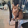 cat, tabby_cat, indoor, dining_table, glass_table, chair, black_chair, floor_tile, pet, feline, curious, looking_at_camera, domestic_animal, table_leg, modern_interior, household, home, animal, whiskers, ears