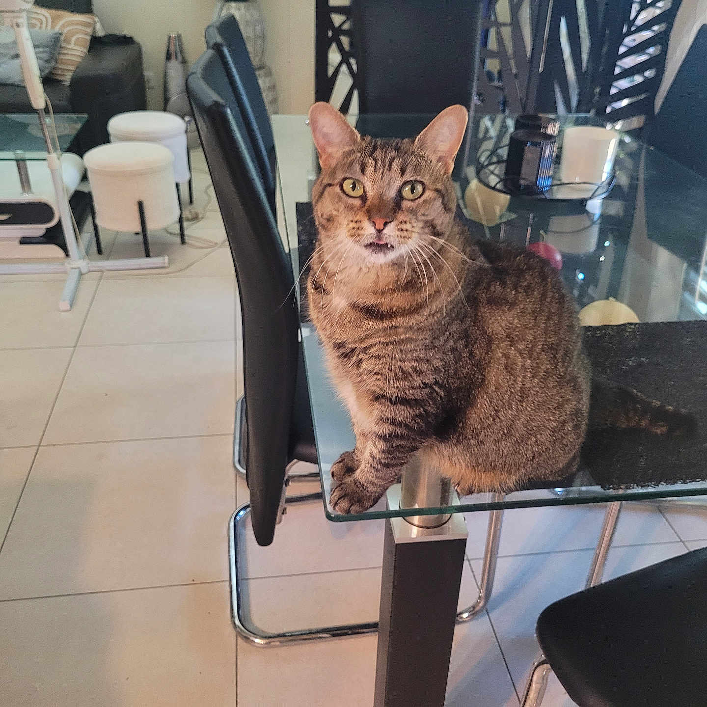 Sushi a rejoint le concours — aidez-le/la à gagner de superbes lots ! animal, black_chair, cat, chair, curious, dining_table, domestic_animal, ears, feline, floor_tile, glass_table, home, household, indoor, looking_at_camera, modern_interior, pet, tabby_cat, table_leg, whiskers