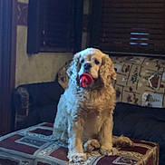 Winston is registered to the contest to win money with this photo: dog, indoor, ottoman, toy, red_toy, curtains, sofa, window, furniture, pet, canine, living_room, blinds, carpet, animal, cute, sitting, fur, house, cozy