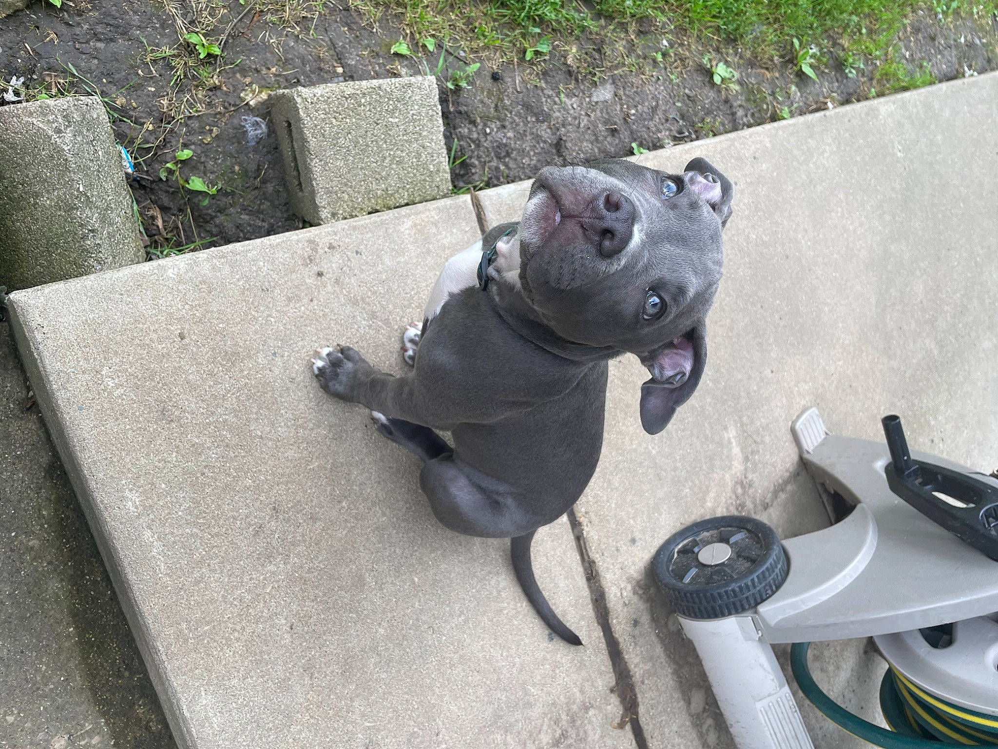 Harley joined the competition — help win amazing prizes! asphalt, auto_part, automotive_lighting, automotive_tire, automotive_wheel_system, bicycle_handlebar, bicycle_part, collar, concrete, grass, grey, leash, motor_vehicle, personal_protective_equipment, plant, road_surface, snout, vehicle, wire, working_animal