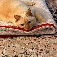 Kiki is registered to the contest to win money with this photo: cat, kitten, cream_colored, sleeping, relaxed, blanket, bedding, cozy, indoor, home, rug, patterned_rug, lying_down, resting, pet, furry, ears, whiskers, portrait, warm_lighting