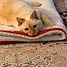 cat, kitten, cream_colored, sleeping, relaxed, blanket, bedding, cozy, indoor, home, rug, patterned_rug, lying_down, resting, pet, furry, ears, whiskers, portrait, warm_lighting