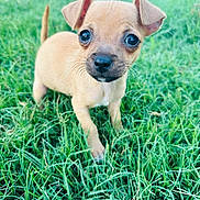 Taco joined the competition — help win amazing prizes! adorable, animal, curious, cute, dog, ears, eyes, fur, grass, greenery, nature, outdoor, pet, portrait, puppy, small, standing, tan, whiskers, young
