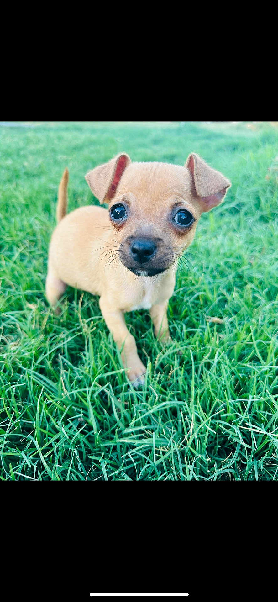 Taco joined the competition — help win amazing prizes! adorable, animal, curious, cute, dog, ears, eyes, fur, grass, greenery, nature, outdoor, pet, portrait, puppy, small, standing, tan, whiskers, young