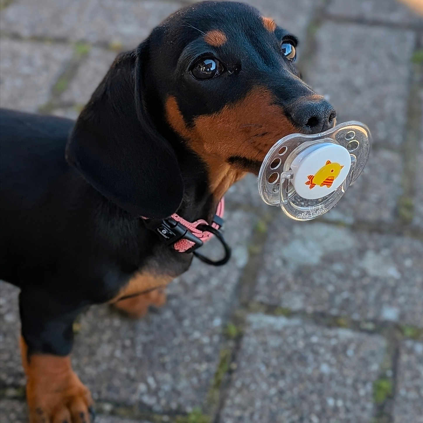 Cannelle participe au concours pour gagner de l'argent avec cette photo : animal, black_and_tan, closeup, cobblestone, collar, cute, dachshund, dog, ears, eyes, fur, looking_up, mouth, nostrils, outdoor, pacifier, pet, puppy, small_dog, toy