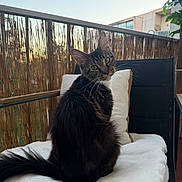 Molly a rejoint le concours — aidez-le/la à gagner de superbes lots ! cat, black_cat, fluffy, long_hair, sitting, head_tilt, green_eyes, whiskers, ears, tail, pet, animal, portrait, balcony, outdoor, chair, cushion, pillow, bamboo_screen, building