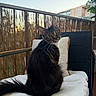 cat, black_cat, fluffy, long_hair, sitting, head_tilt, green_eyes, whiskers, ears, tail, pet, animal, portrait, balcony, outdoor, chair, cushion, pillow, bamboo_screen, building