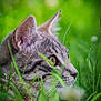 cat, tabby, grass, outdoor, nature, animal, profile, yellow_eyes, fur, whiskers, closeup, green, focus, side_view, pet, mammal, wildlife, alert, ears, calm