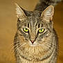 cat, tabby_cat, green_eyes, whiskers, fur, pet, animal, close_up, portrait, domestic_cat, indoor, looking_at_camera, curious, calm, feline, mammal, soft_light, background_blur, ears, nose