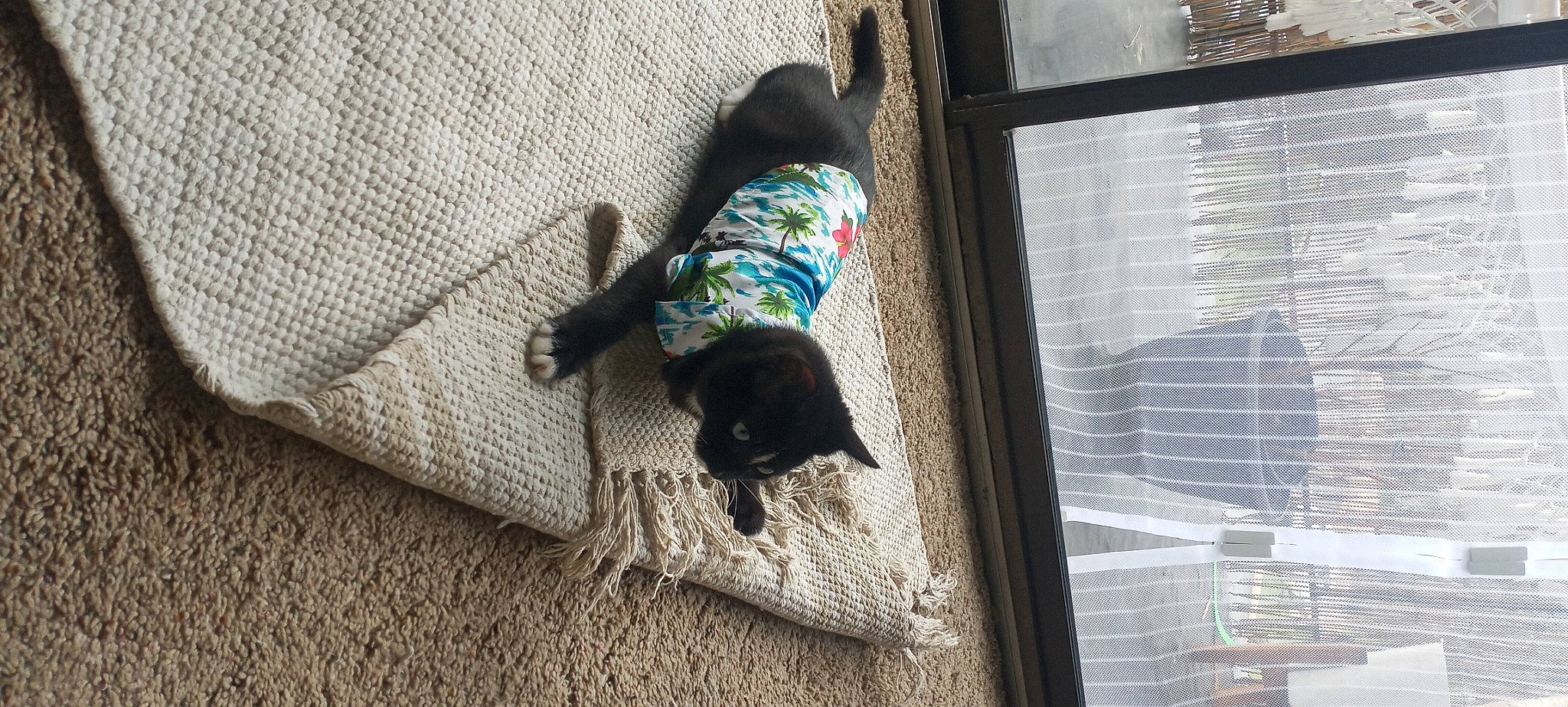 Toulouse joined the competition — help win amazing prizes! canidae, carnivore, cat, comfort, dog_breed, electric_blue, fawn, felidae, flooring, grey, hardwood, small_to_medium_sized_cats, snout, sporting_group, tail, textile, tints_and_shades, tree, window, wood