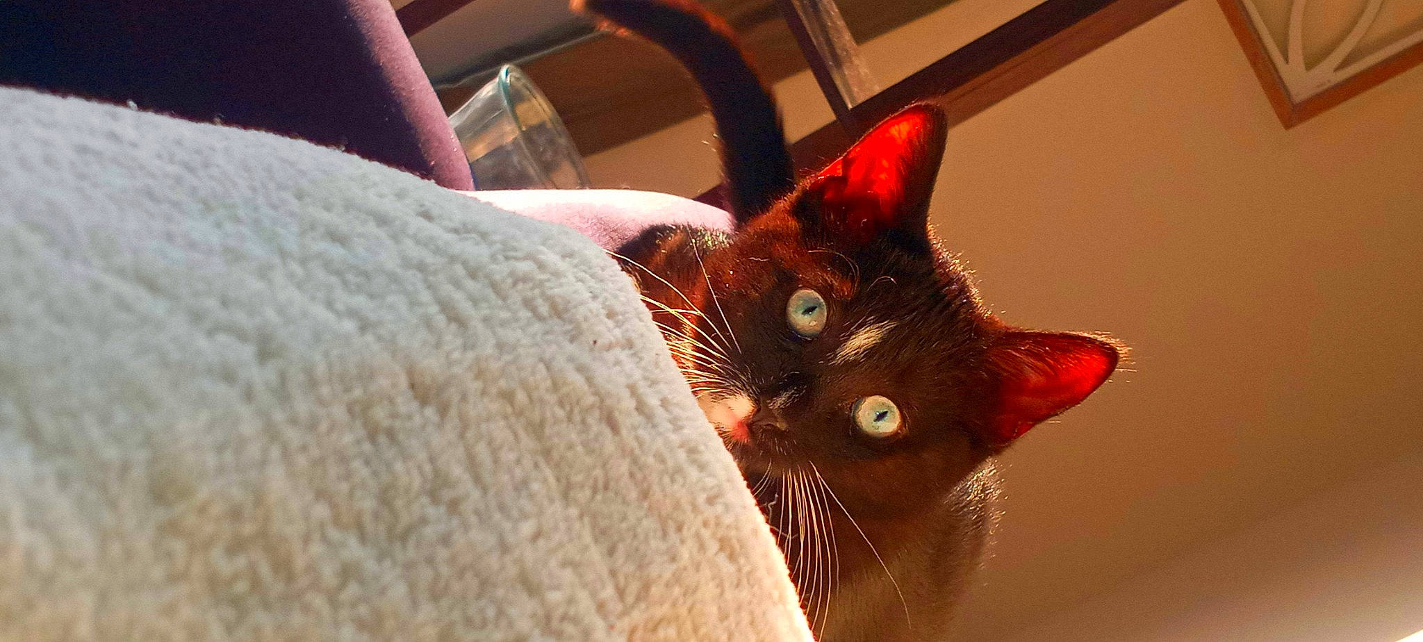 Toulouse joined the competition — help win amazing prizes! carnivore, cat, claw, comfort, domestic_short_haired_cat, ear, eye, eyelash, fawn, felidae, fur, havana_brown, linens, paw, small_to_medium_sized_cats, snout, tail, textile, whiskers, wood