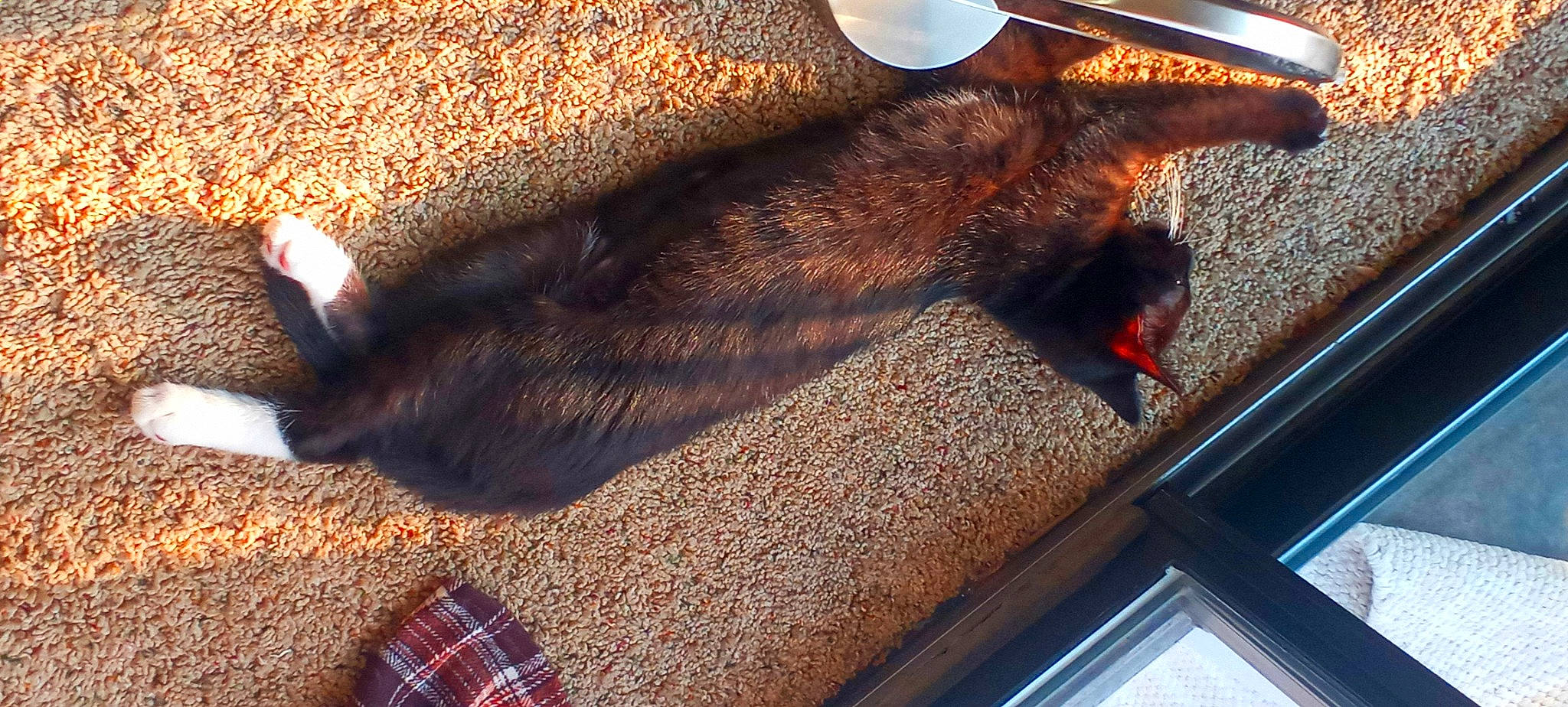 Toulouse is registered to the contest to win money with this photo: carpet, cat, claw, comfort, domestic_short_haired_cat, dress_shirt, fawn, felidae, flooring, fur, human_leg, mat, pattern, plaid, small_to_medium_sized_cats, tail, tartan, textile, whiskers, wood