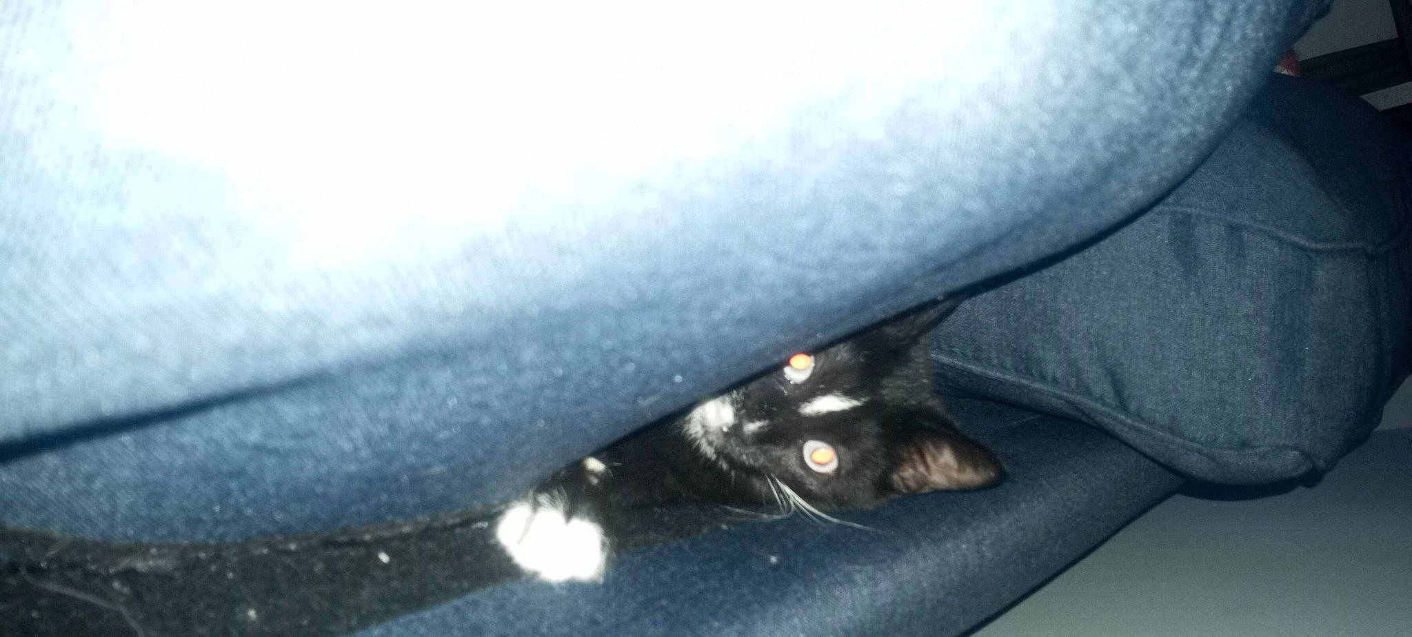 Toulouse joined the competition — help win amazing prizes! automotive_exterior, automotive_lighting, automotive_mirror, automotive_tire, automotive_wheel_system, carnivore, cat, felidae, fender, grey, hand, headlamp, hood, rear_view_mirror, rim, snow, tire, vehicle_door, water, whiskers