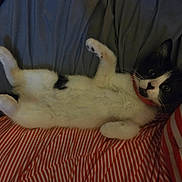 Charlie joined the competition — help win amazing prizes! animal, bed, black_and_white, blanket, cat, collar, cute, domestic_cat, fur, indoor, kitten, looking, lying_down, paw, pet, red_and_white, resting, striped, whiskers, young