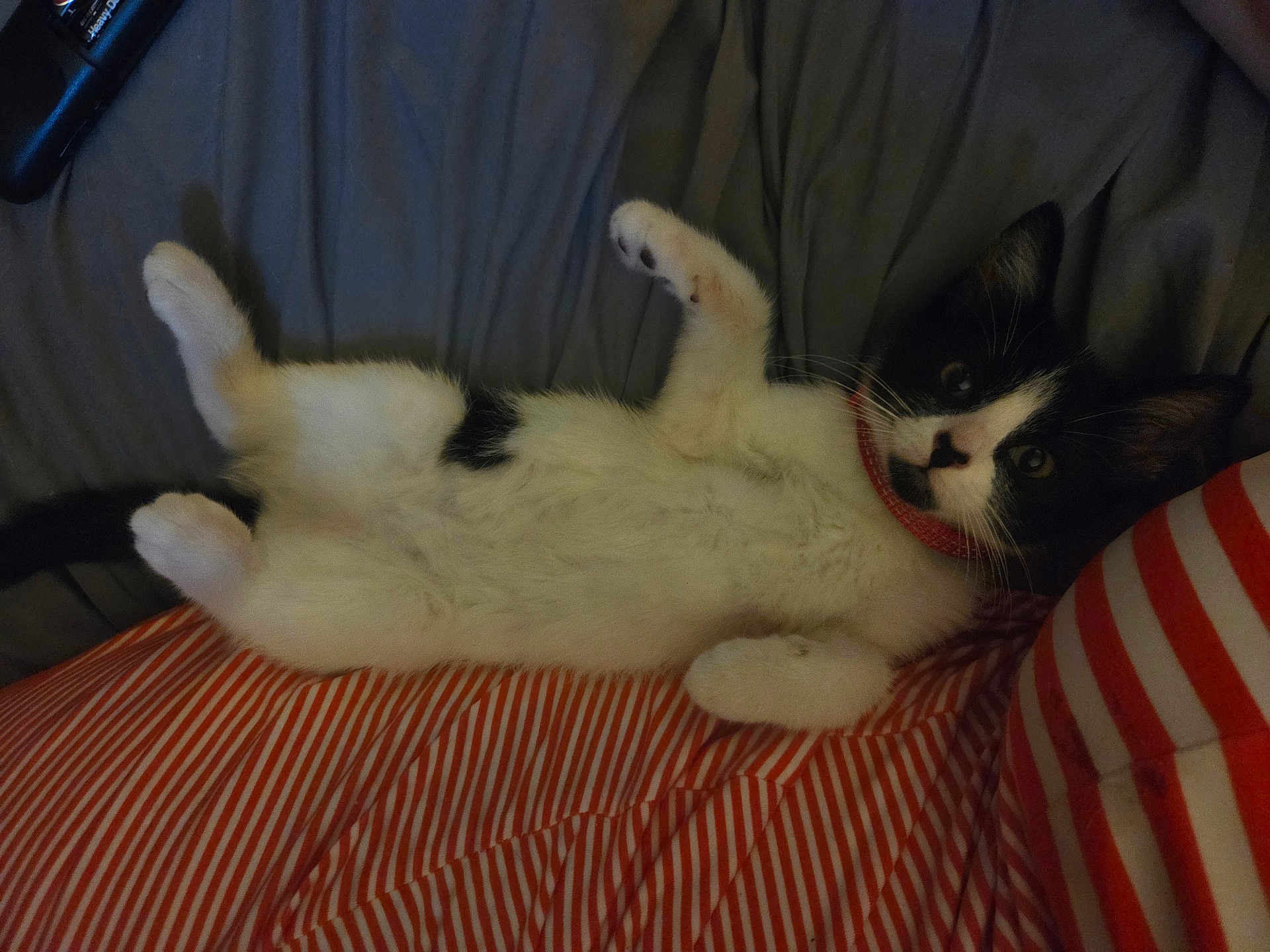 Charlie