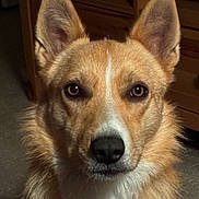 Chase is registered to the contest to win money with this photo: alert, animal, brown, calm, canine, carpet, close_up, companion, dog, domestic_animal, ears, face, fur, indoor, looking_at_camera, muzzle, pet, portrait, white, wooden_furniture