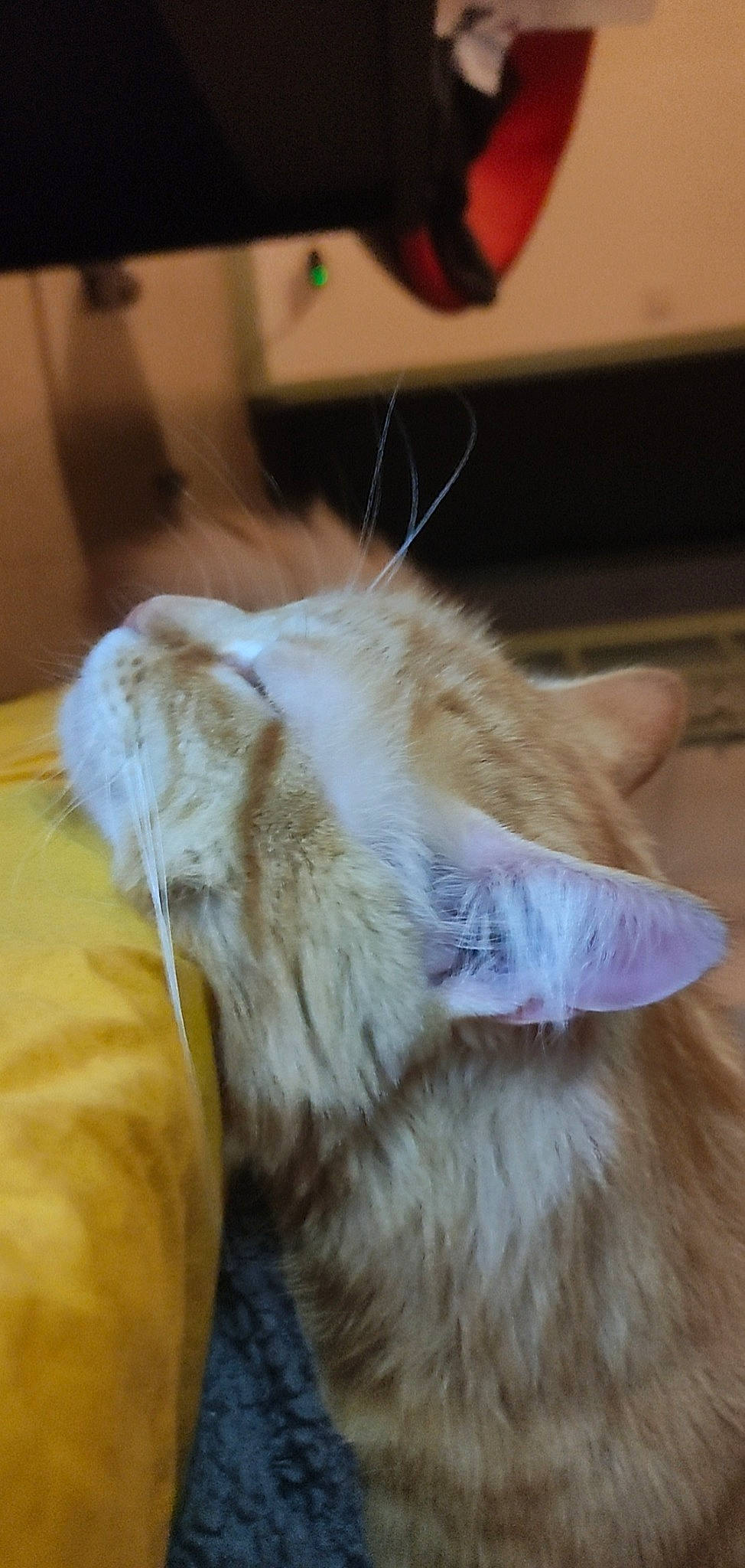 Peanuts a rejoint le concours — aidez-le/la à gagner de superbes lots ! carnivore, cat, claw, comfort, ear, fawn, felidae, fur, nap, paw, small_to_medium_sized_cats, snout, tail, whiskers