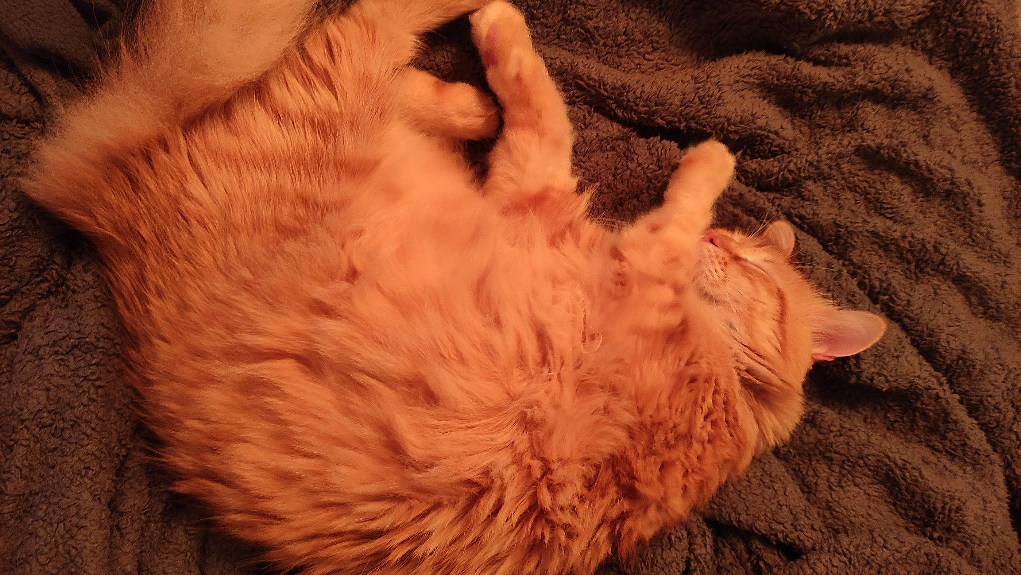 Peanuts participe au concours pour gagner de l'argent avec cette photo : canidae, carnivore, cat, claw, comfort, companion_dog, dog_breed, ear, fawn, felidae, fur, gesture, paw, small_to_medium_sized_cats, snout, sporting_group, tail, whiskers, wood