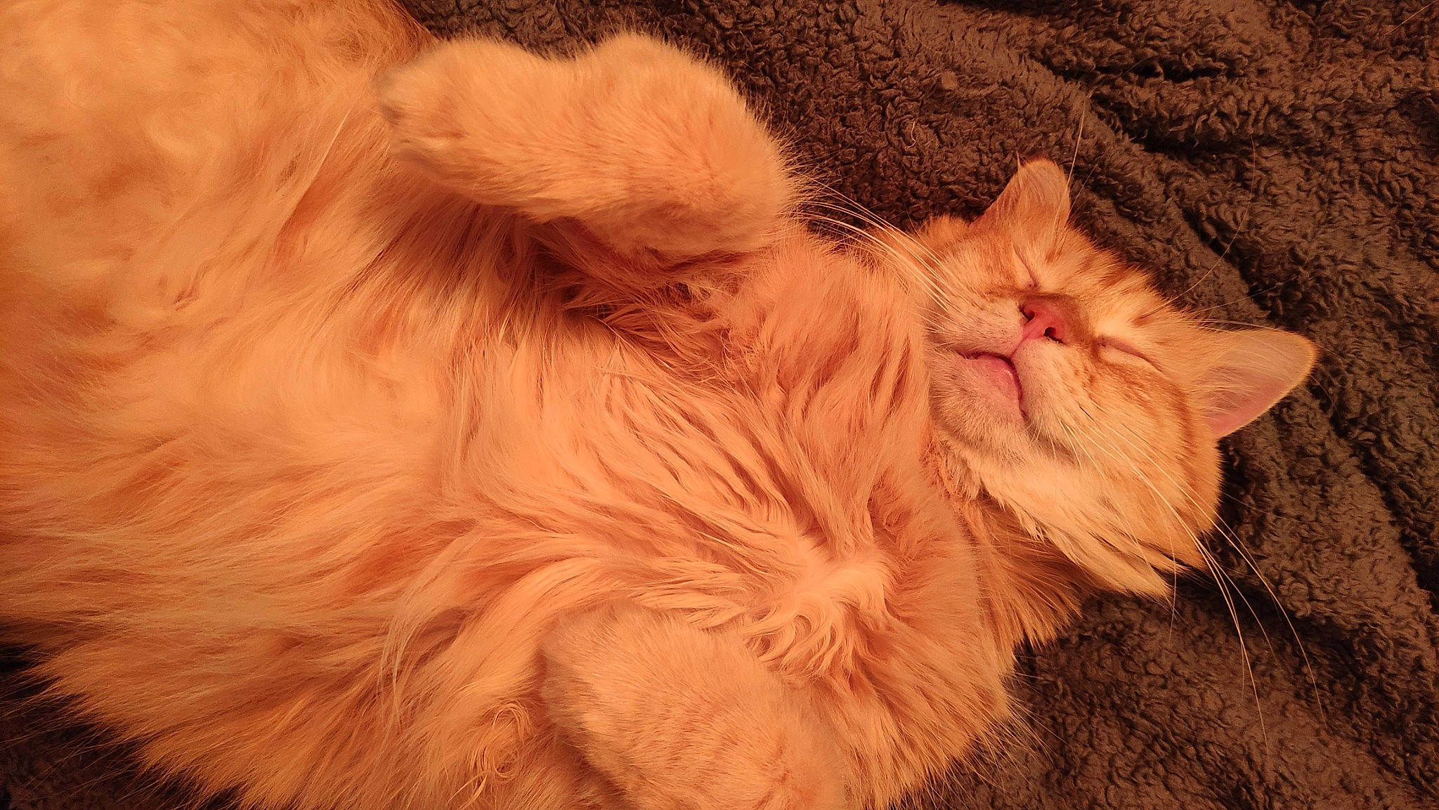 Peanuts participe au concours pour gagner de l'argent avec cette photo : british_longhair, carnivore, cat, claw, close_up, comfort, eye, fawn, felidae, fur, nap, paw, ragdoll, sleep, small_to_medium_sized_cats, snout, tail, terrestrial_animal, whiskers, wildlife