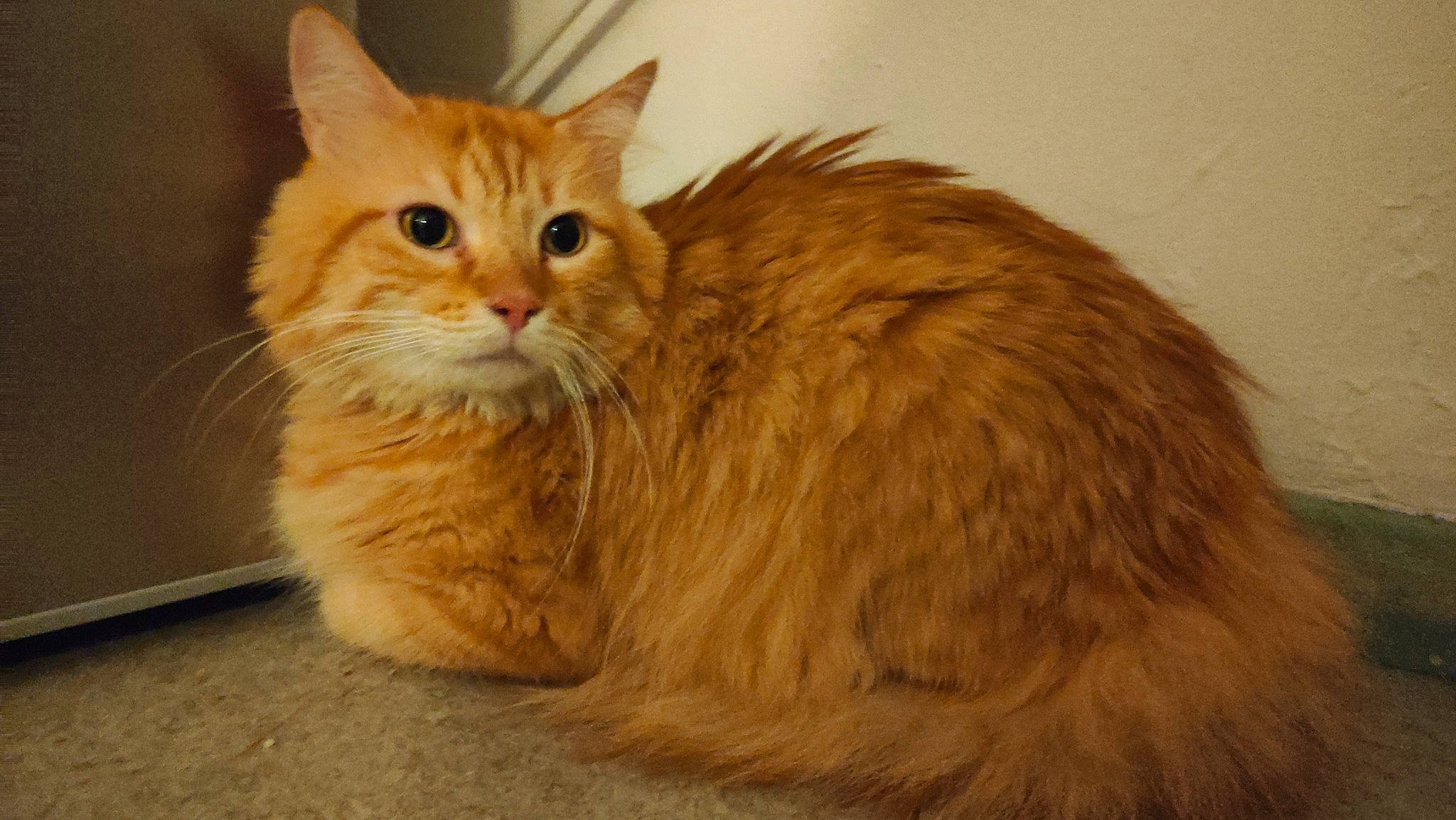 Peanuts a rejoint le concours — aidez-le/la à gagner de superbes lots ! carnivore, cat, comfort, domestic_short_haired_cat, fawn, felidae, fur, paw, small_to_medium_sized_cats, snout, tail, whiskers, wood