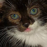 Charlie is registered to the contest to win money with this photo: animal, black_fur, blue_eyes, cat, close_up, cute, detailed_fur, feline, funny, green_eyes, indoor, pet, photography, pink_tongue, portrait, staring, tuxedo_cat, whiskers, white_chest, white_fur