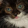 animal, black_fur, blue_eyes, cat, close_up, cute, detailed_fur, feline, funny, green_eyes, indoor, pet, photography, pink_tongue, portrait, staring, tuxedo_cat, whiskers, white_chest, white_fur