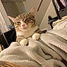 cat, tabby_cat, pet, animal, face, whiskers, ears, eyes, nose, paws, blanket, bed, bedroom, indoors, clothing, closet, portrait, close_up, cozy, funny
