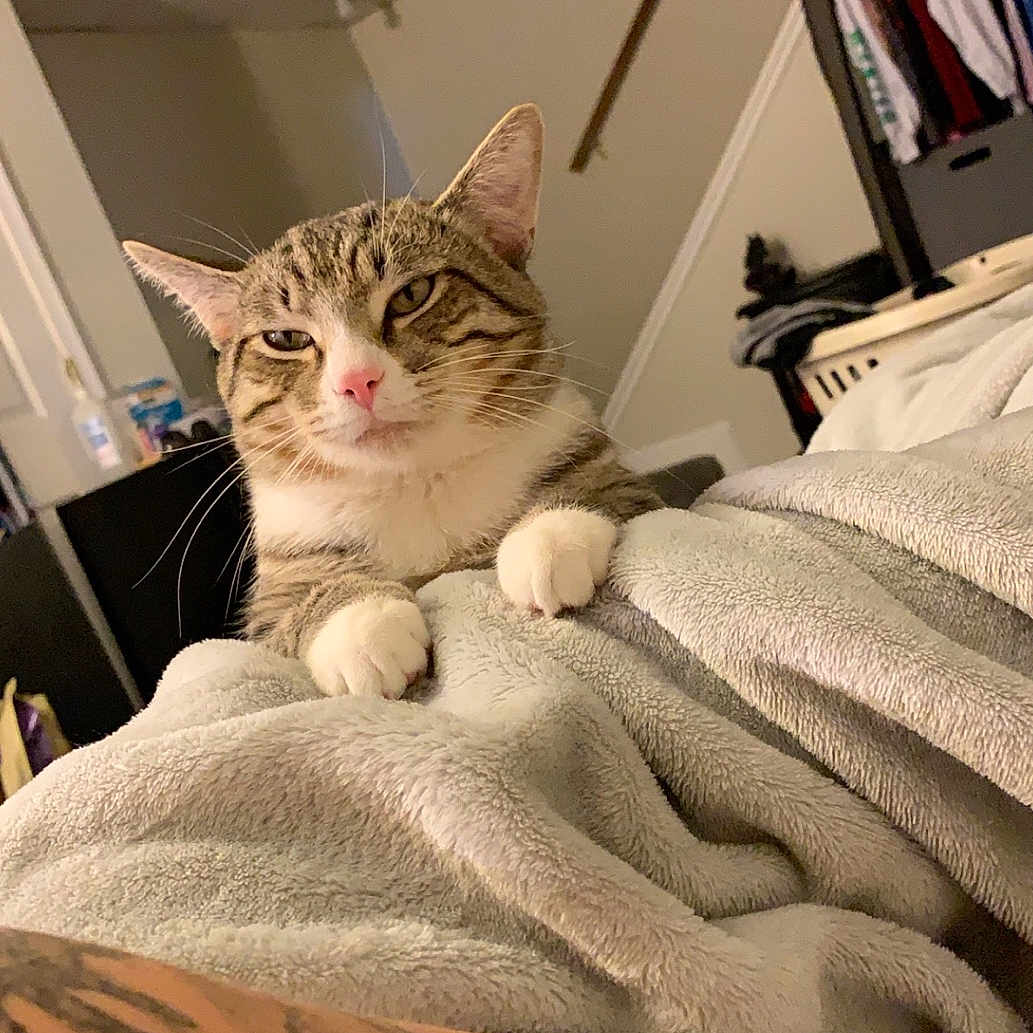 Zues joined the competition — help win amazing prizes! cat, tabby_cat, pet, animal, face, whiskers, ears, eyes, nose, paws, blanket, bed, bedroom, indoors, clothing, closet, portrait, close_up, cozy, funny