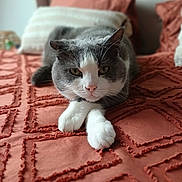 Cookie a rejoint le concours — aidez-le/la à gagner de superbes lots ! cat, gray_cat, white_paws, bedspread, orange_bedspread, textured_fabric, indoor, pet, animal, feline, relaxed, lying_down, close_up, whiskers, ears, nose, bed, cushions, home, cozy