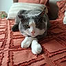 cat, gray_cat, white_paws, bedspread, orange_bedspread, textured_fabric, indoor, pet, animal, feline, relaxed, lying_down, close_up, whiskers, ears, nose, bed, cushions, home, cozy
