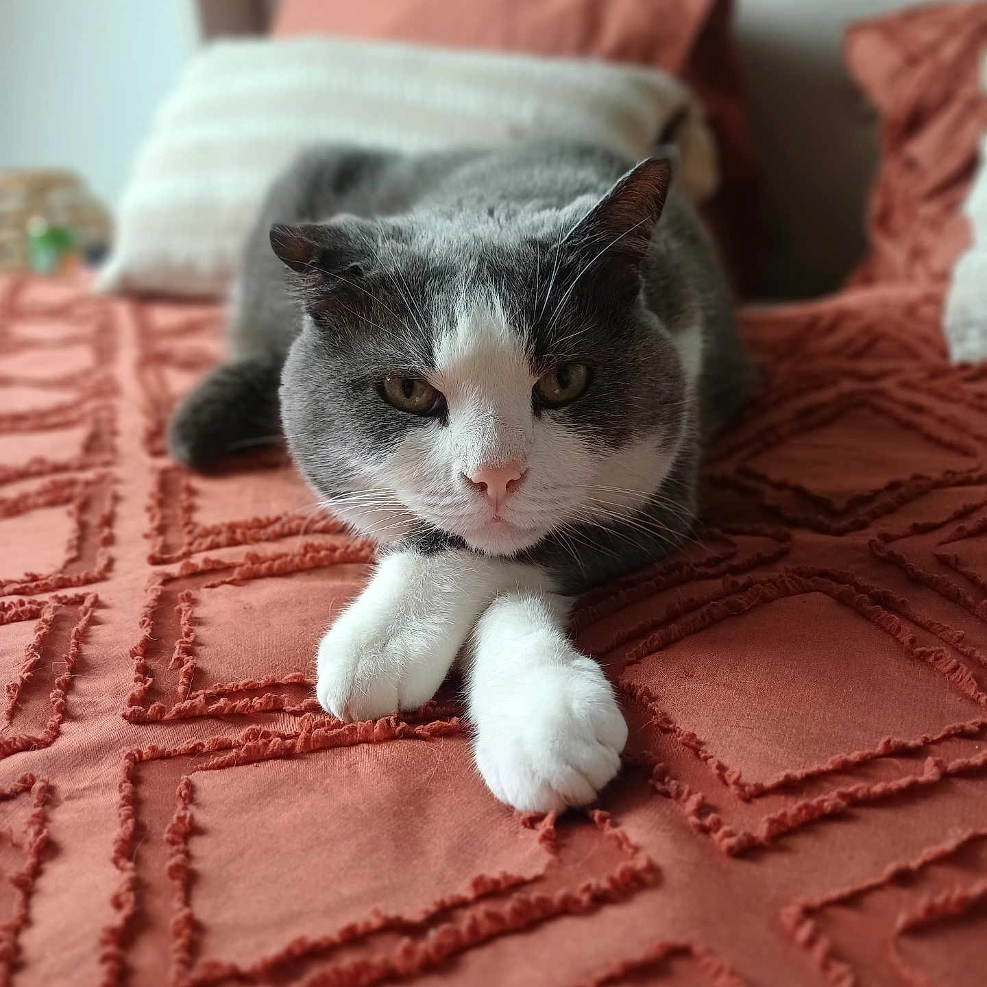 Cookie a rejoint le concours — aidez-le/la à gagner de superbes lots ! cat, gray_cat, white_paws, bedspread, orange_bedspread, textured_fabric, indoor, pet, animal, feline, relaxed, lying_down, close_up, whiskers, ears, nose, bed, cushions, home, cozy