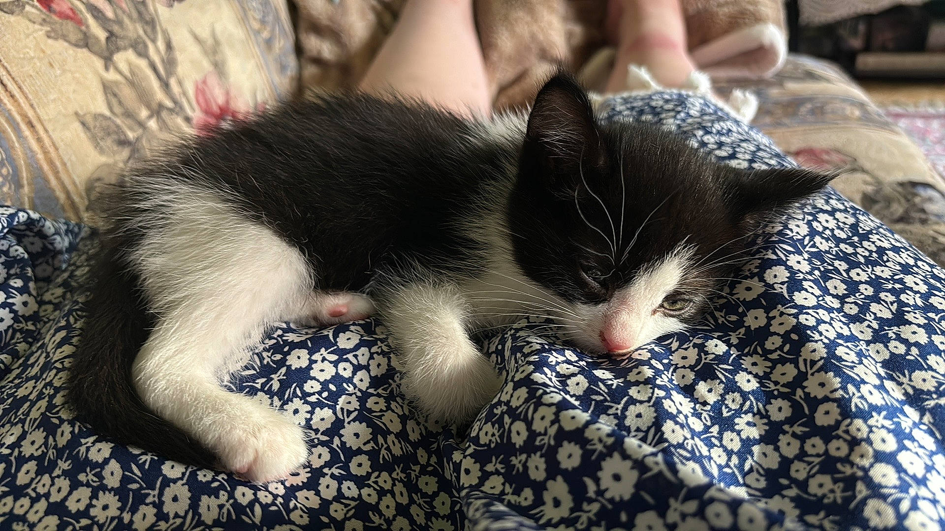 Winston joined the competition — help win amazing prizes! carmine, carnivore, cat, claw, comfort, domestic_short_haired_cat, eye, felidae, foot, fur, human_leg, nap, pattern, paw, sleep, small_to_medium_sized_cats, snout, tail, tree, whiskers