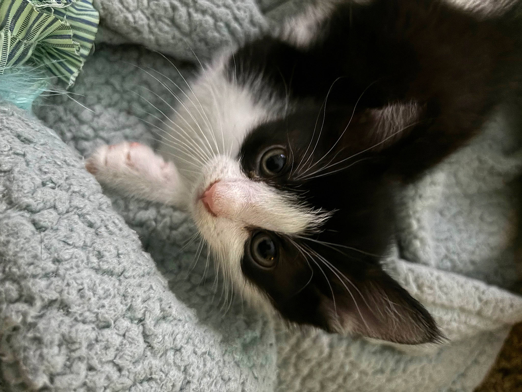 Winston joined the competition — help win amazing prizes! carnivore, cat, claw, domestic_short_haired_cat, felidae, fur, grass, grey, head, human_body, leg, nose, paw, plant, small_to_medium_sized_cats, snout, tail, tree, whiskers, window