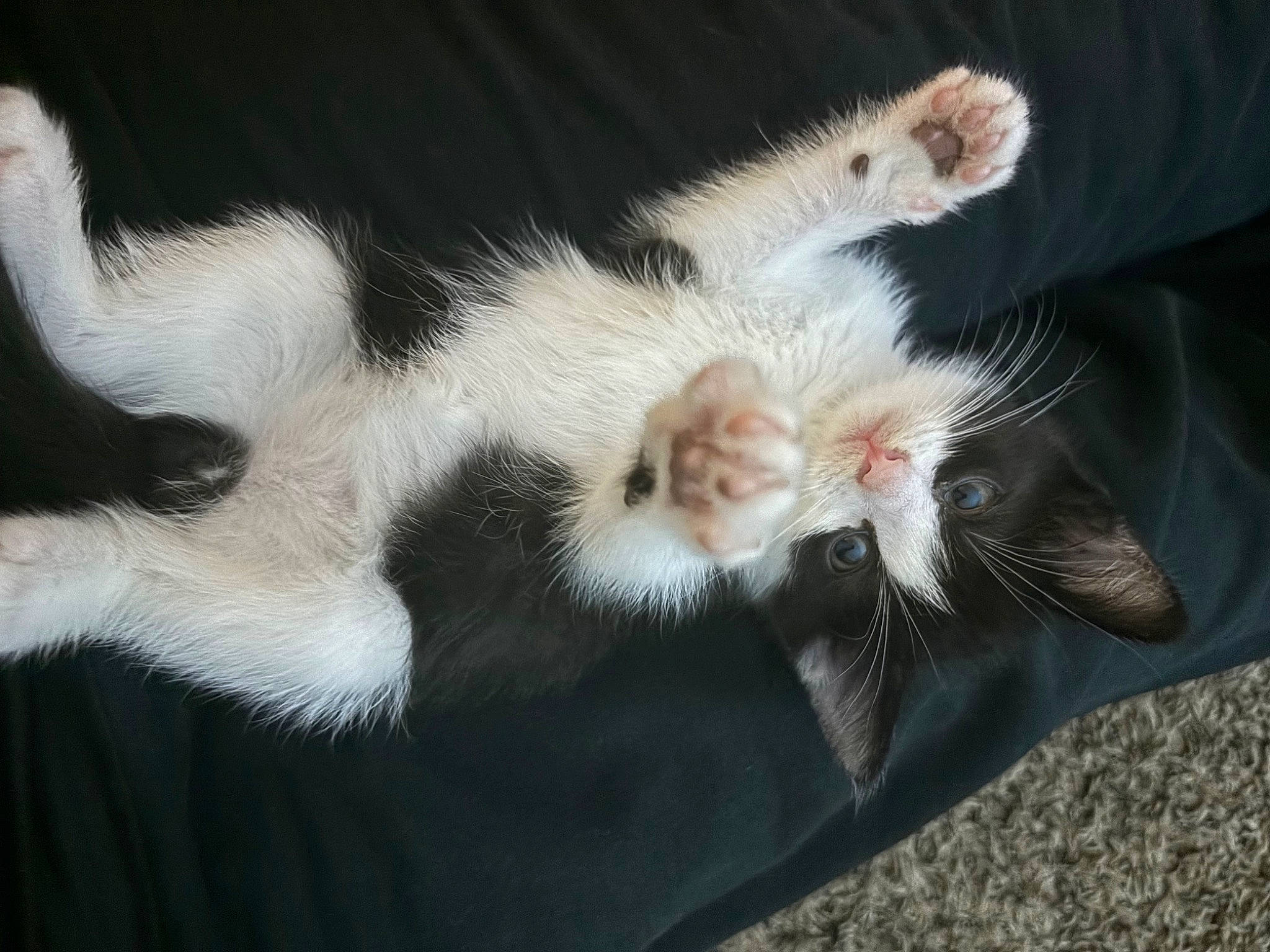 Winston joined the competition — help win amazing prizes! canidae, carnivore, cat, claw, comfort, dog_breed, domestic_short_haired_cat, felidae, foot, fur, gesture, mammal, nap, paw, small_to_medium_sized_cats, snout, sporting_group, tail, vertebrate, whiskers