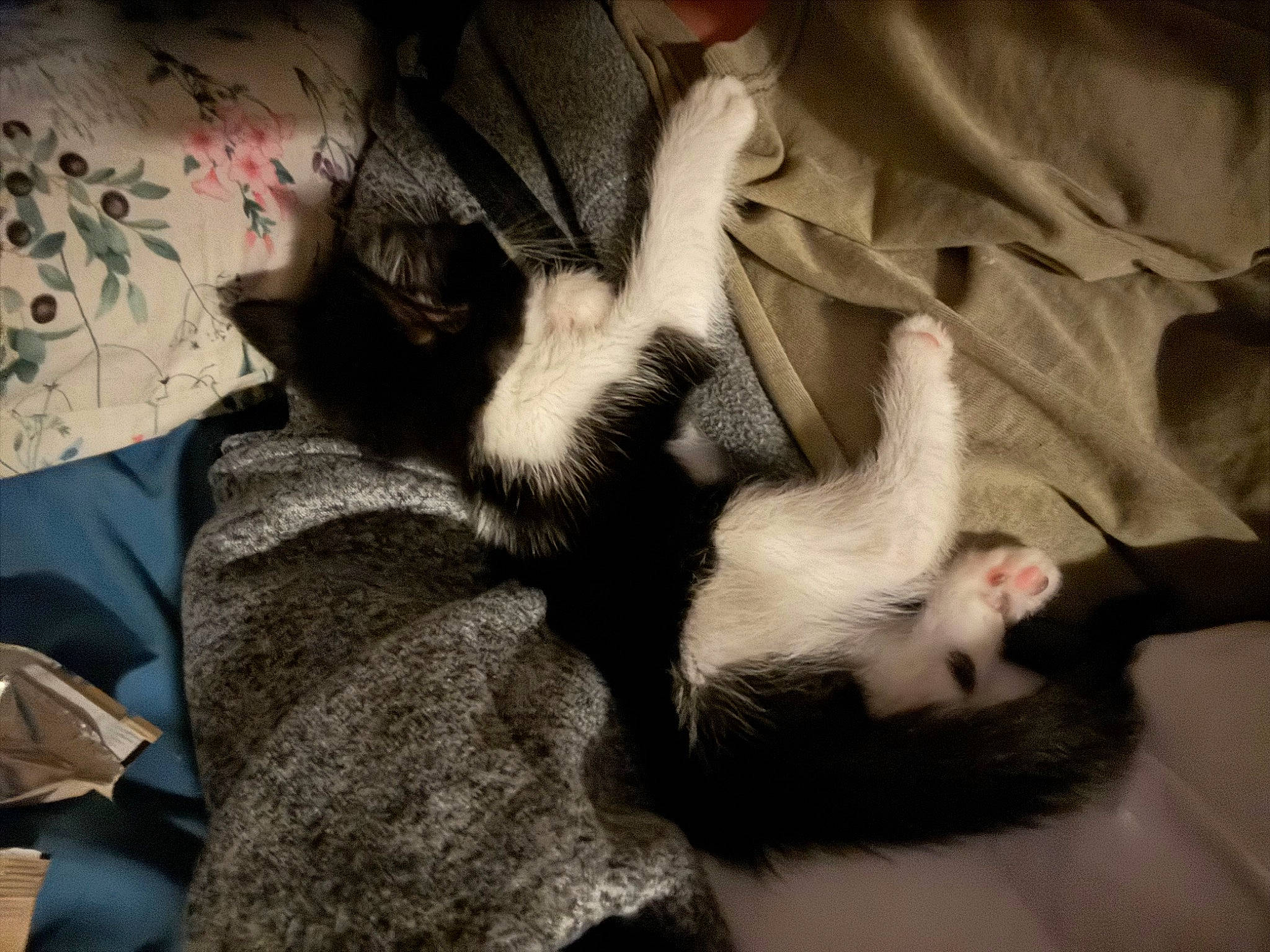 Winston joined the competition — help win amazing prizes! canidae, carnivore, cat, claw, comfort, companion_dog, dog_breed, domestic_short_haired_cat, ear, felidae, foot, fur, gesture, nail, paw, small_to_medium_sized_cats, snout, tail, textile, whiskers